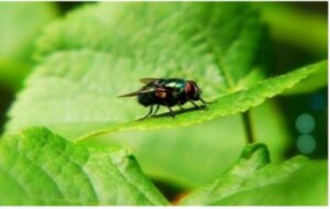 fly on a leaf